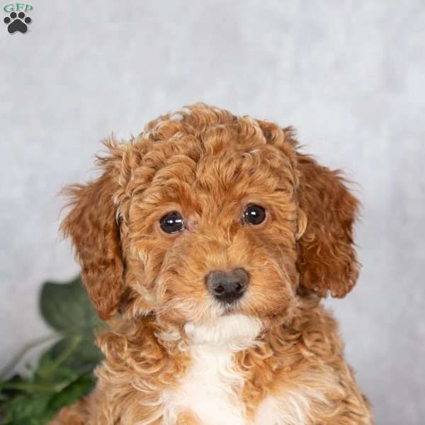 Emma, Miniature Poodle Puppy